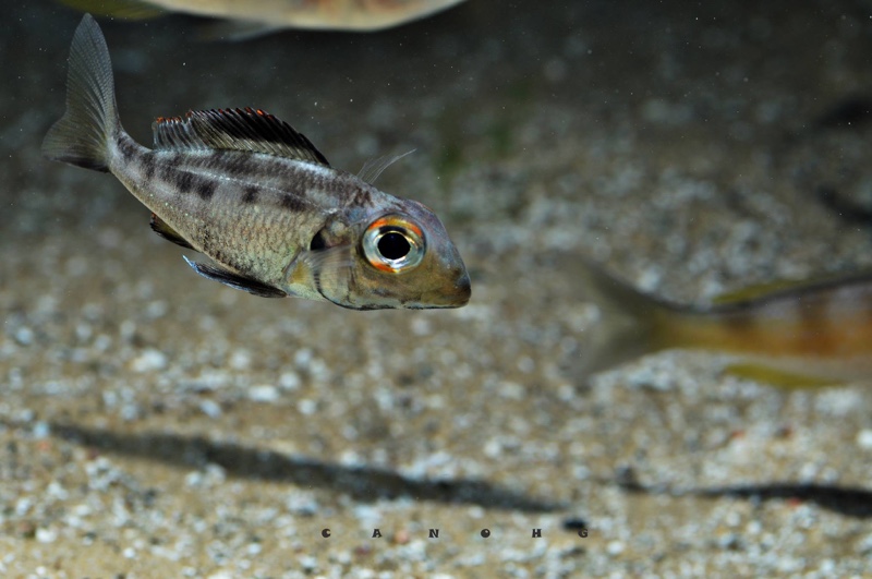 Callochromis macrops 'Chituta Bay'